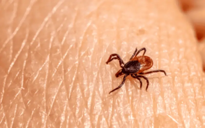 Guía esencial para sobrevivir a una picadura de garrapata y prevenir enfermedades