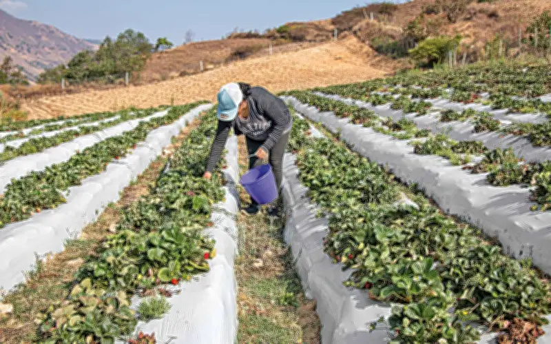 Guerra en Medio Oriente amenaza con disparar la inflación alimentaria en México