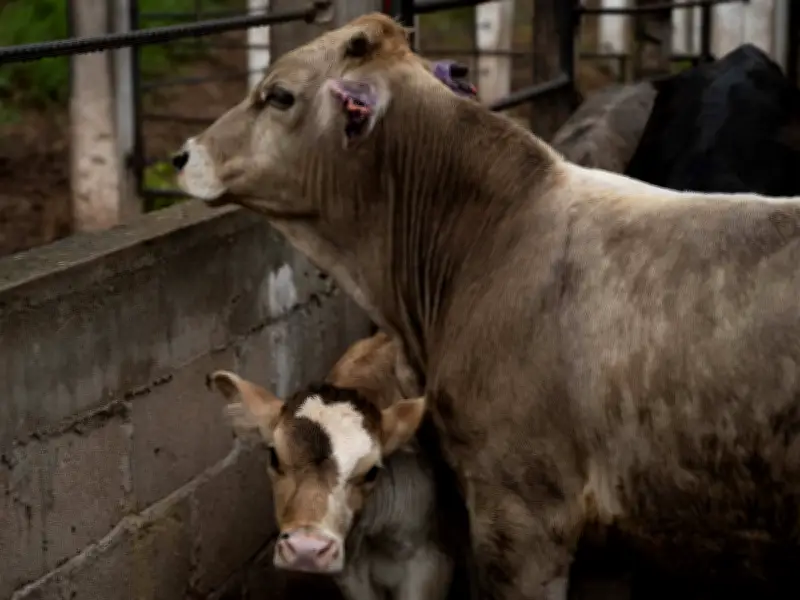 Gusano Barrenador Amenaza Ganado en Chiapas: 59 Casos en un Solo Día