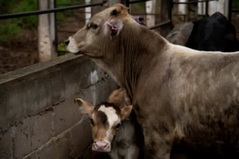 Gusano Barrenador se Expande en Tamaulipas: 19 Casos Confirmados en 11 Municipios