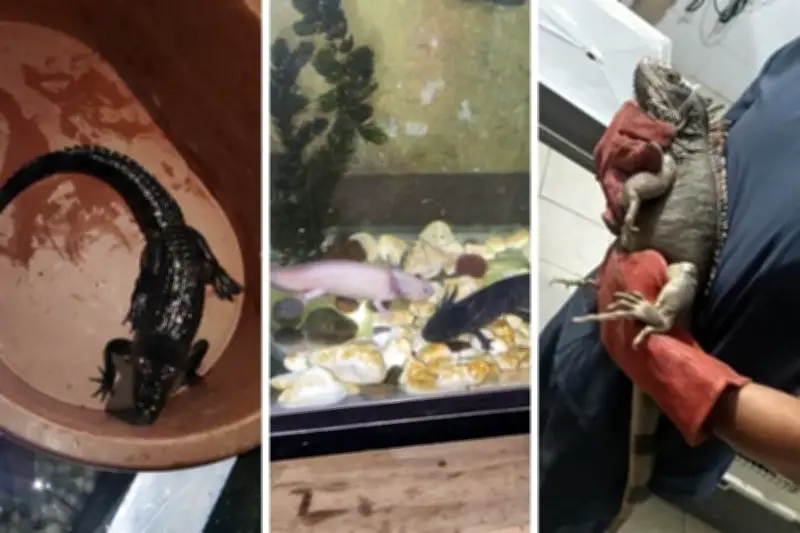 Hallan animales exóticos durante cateo en Veracruz; seis personas son detenidas