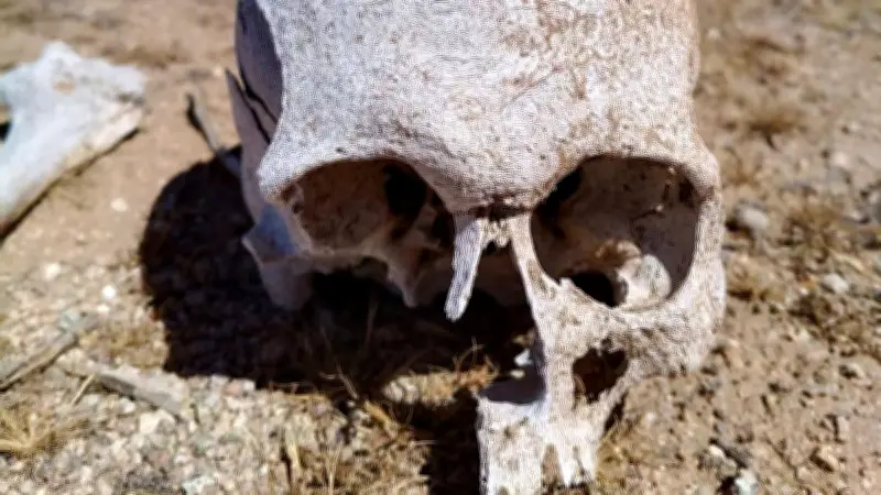 Hallan cementerio clandestino con 19 restos óseos en Sonora durante búsqueda de joven desaparecido