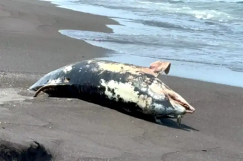 Hallan delfín muerto en costas de Veracruz; investigan causas del deceso