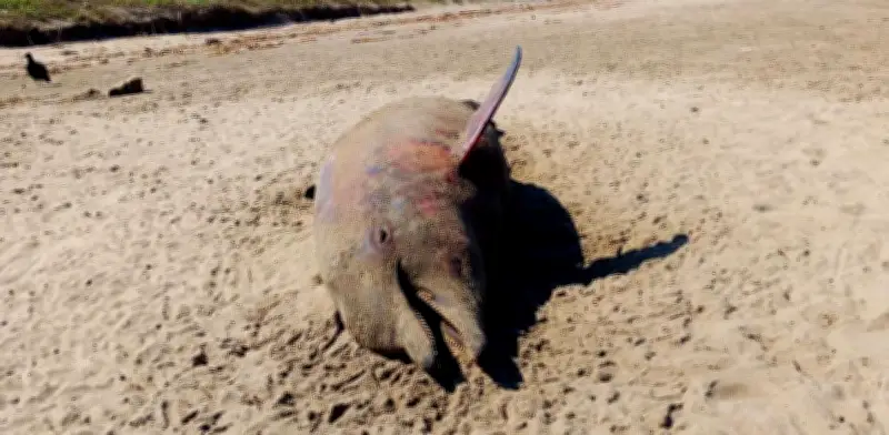 Hallan delfín muerto en playa de Coatzacoalcos por contaminación de hidrocarburos