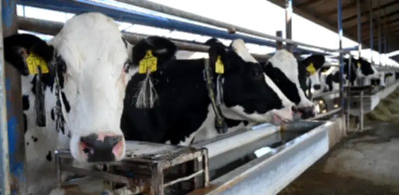 Hidalgo registra 89 casos de gusano barrenador ganadero sin sacrificios reportados