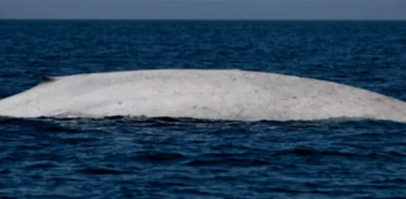 Hito histórico: Avistan primera ballena azul albina en el Parque Nacional Bahía de Loreto