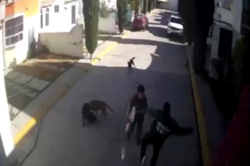 Hombre golpea a joven con autismo tras discusión por perros en la Ciudad de México