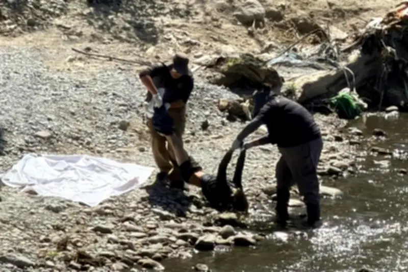 Hombre muere tras arrojarse desde puente al Río Pesquería en Nuevo León