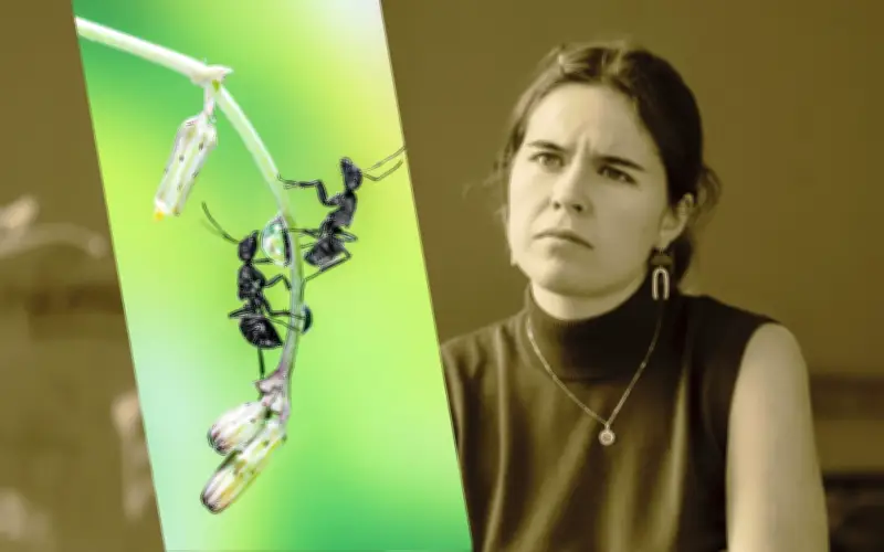 Hormigas Negras en Casa: ¿Mensaje Energético o Simple Plaga?