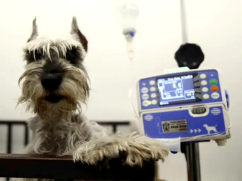 Hospital Veterinario de la UdeG en CUSur se consolida como referente tras una década