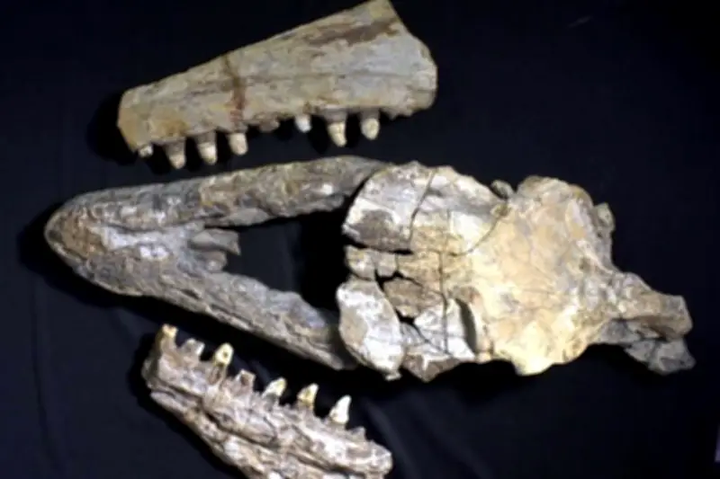 Identifican nueva especie de planta hallada en Linares, Nuevo León