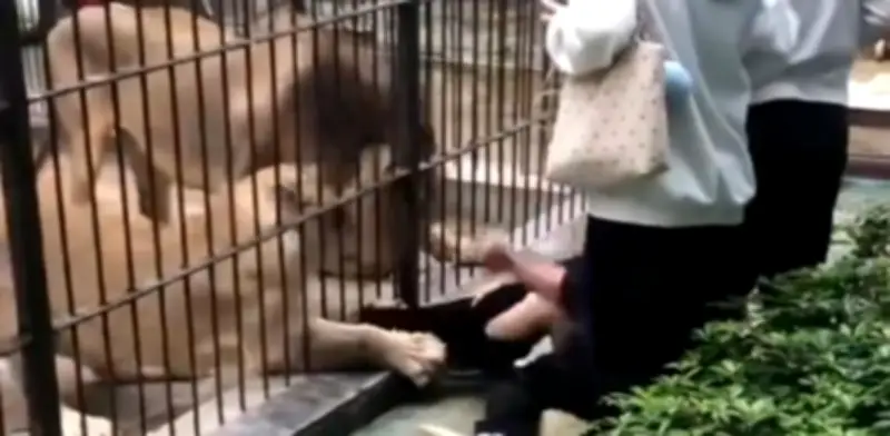 Impactante ataque de leona a niña en zoológico chino por alimentación riesgosa
