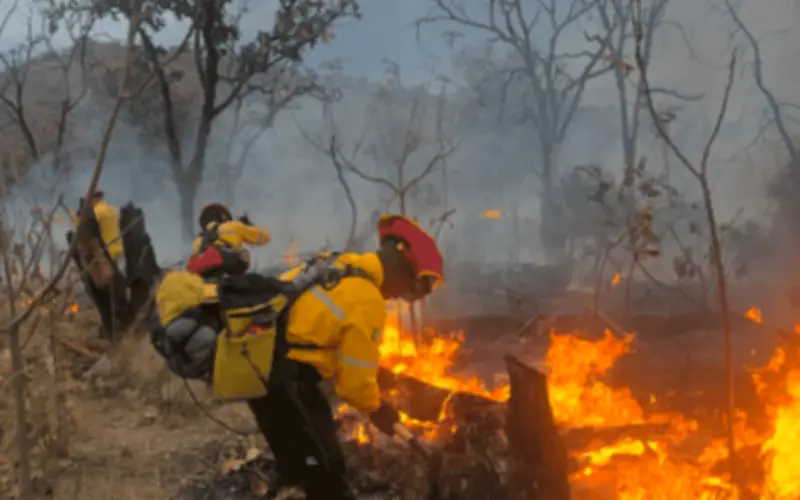 Incendio en Bosque La Primavera: Controlado tras intensa labor de brigadistas en Jalisco
