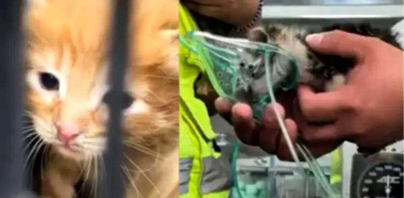 Incendio en Santa María la Ribera: Rescatan a cuatro gatitos y evacúan a 40 personas