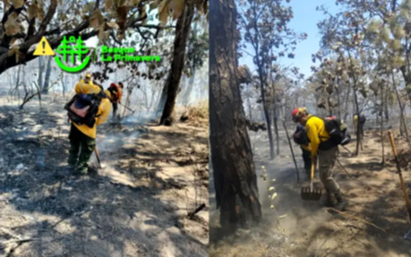 Incendio forestal controlado en Bosque La Primavera de Jalisco; Semadet alerta