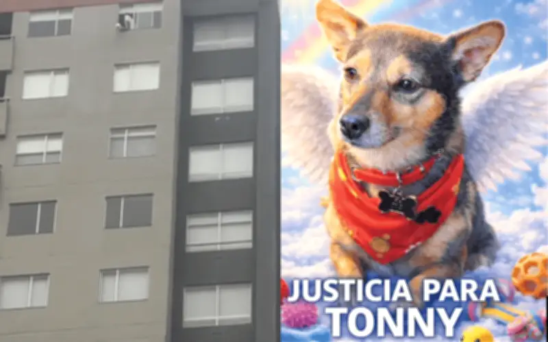 Indignación en Bogotá tras lanzamiento de perro desde piso 25 por hombre bajo efectos de drogas