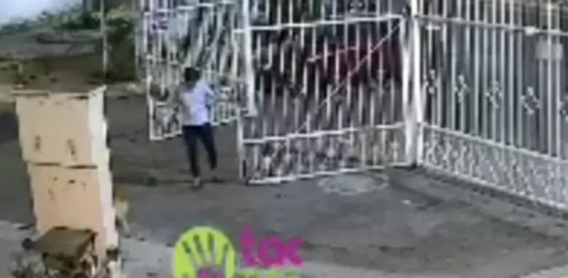 Indignación en Puebla: Mujer exhibida por intentar atropellar y golpear a perro comunitario