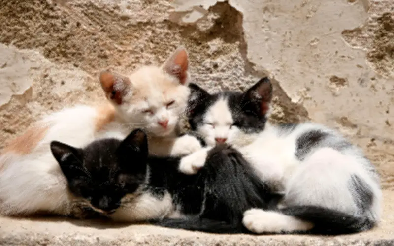 ¿Influye el color del pelaje en la personalidad de los gatos? La ciencia responde