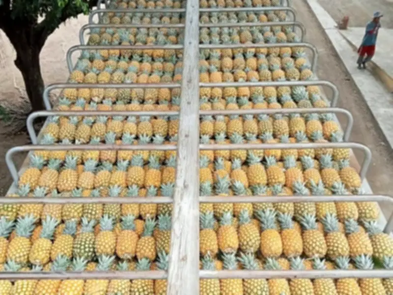 Inversiones Cítricas revoluciona el agro con modelo integral de limón persa en Yucatán