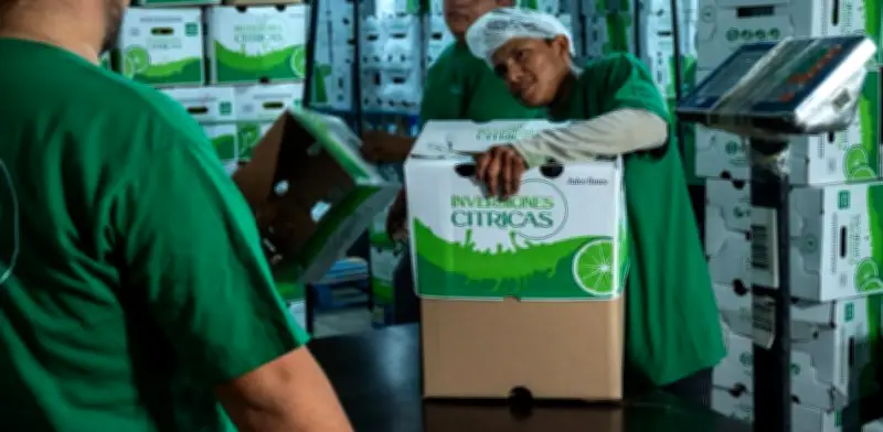 Inversiones en limón persa de Yucatán ofrecen rentabilidad del 22.8% anual