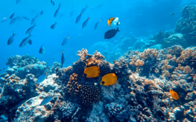 Investigadores documentan 118 especies de peces en remoto río Conambo de la Amazonía ecuatoriana