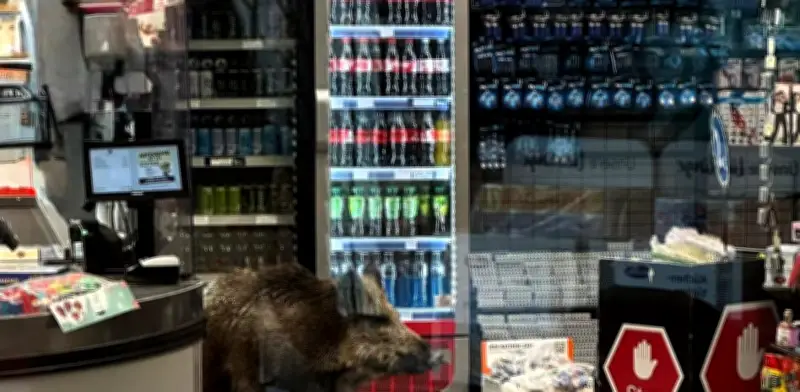 Jabalí invade supermercado en Berlín y desata operativo policial de emergencia