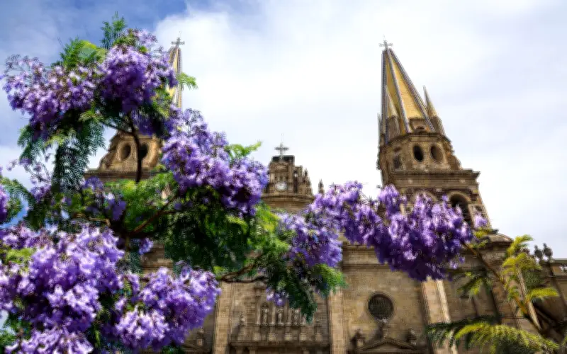 Jacarandas: El espectáculo morado que inunda las calles de Guadalajara en primavera