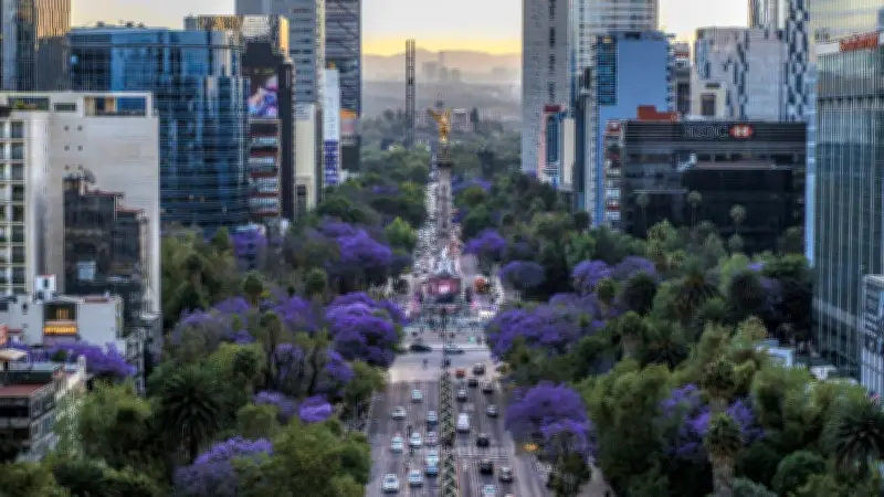 Jacarandas: El espectáculo violeta que transforma la Ciudad de México cada primavera