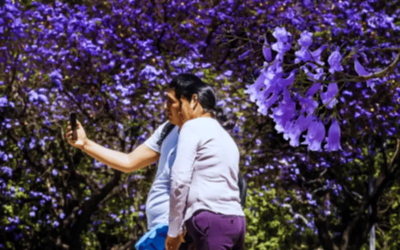 Jacarandas en Guadalajara: El árbol que purifica el aire y tiñe de lila la ciudad