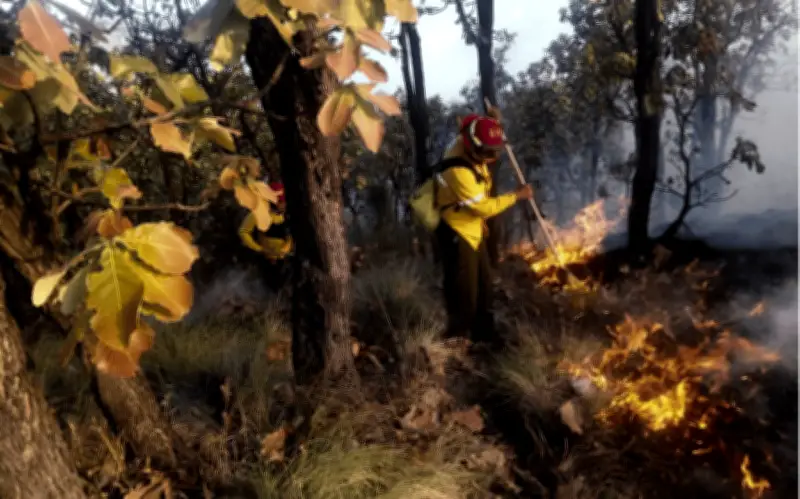 Jalisco en alerta: Incendios forestales amenazan el Bosque La Primavera durante estiaje