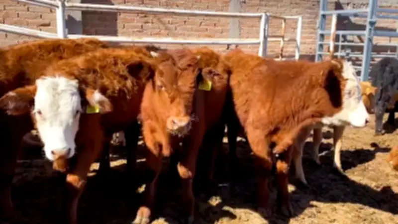 Jalisco establece cerco sanitario por brote de gusano barrenador en ganado