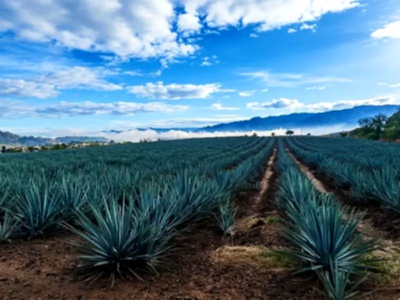 Jalisco establece Día del Agavero mientras sector enfrenta crisis de precios histórica