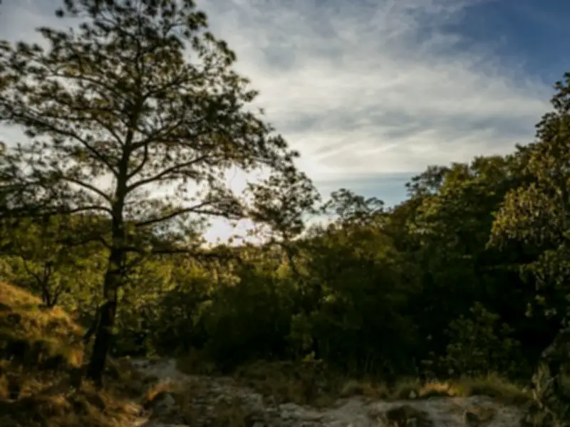 Jalisco impone multas y cárcel por uso de vehículos recreativos en áreas naturales