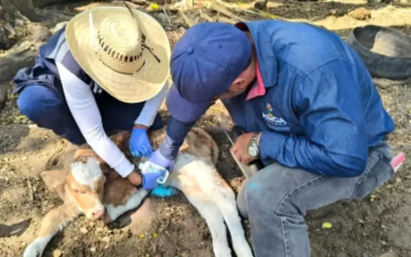 Jalisco intensifica combate contra el Gusano Barrenador tras confirmar 10 casos activos