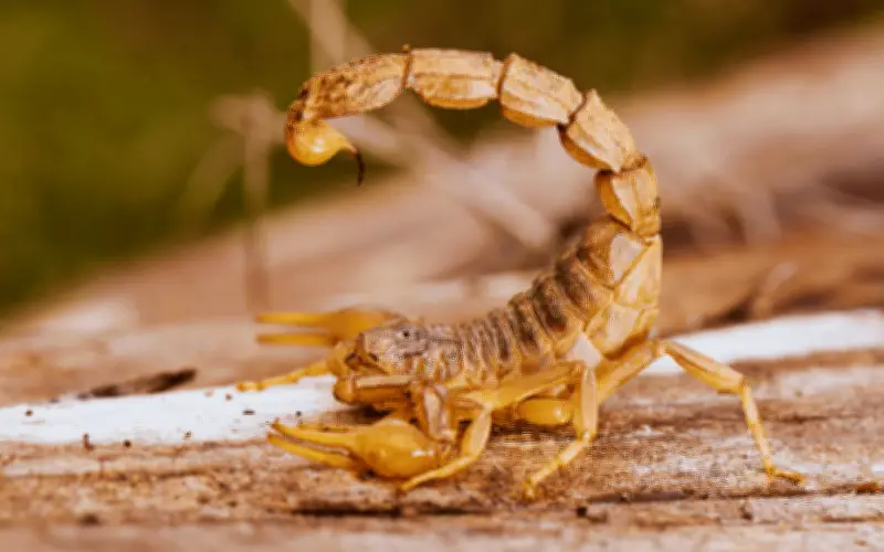 Jalisco lidera en picaduras de alacrán: horario nocturno eleva el riesgo