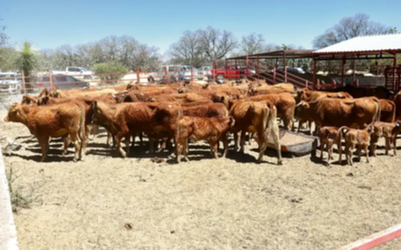 Jalisco reporta 33 casos activos de gusano barrenador en ganado, con aumento en municipios