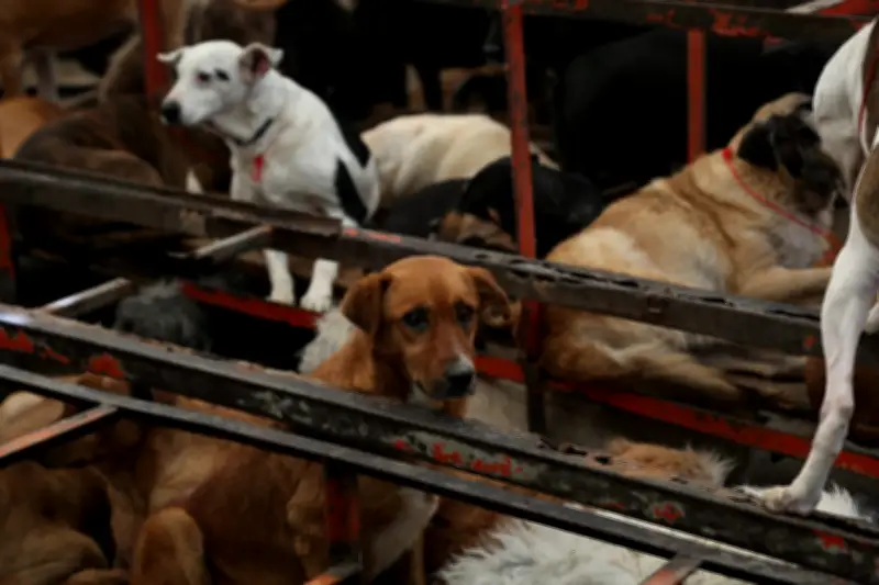 Juez federal autoriza adopción de 936 perros del Refugio Franciscano en CDMX