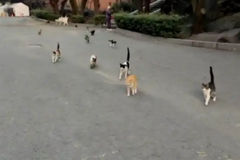 La AGATAN Interviene para Controlar la Población de Gatos Ferales en el Estadio Azteca