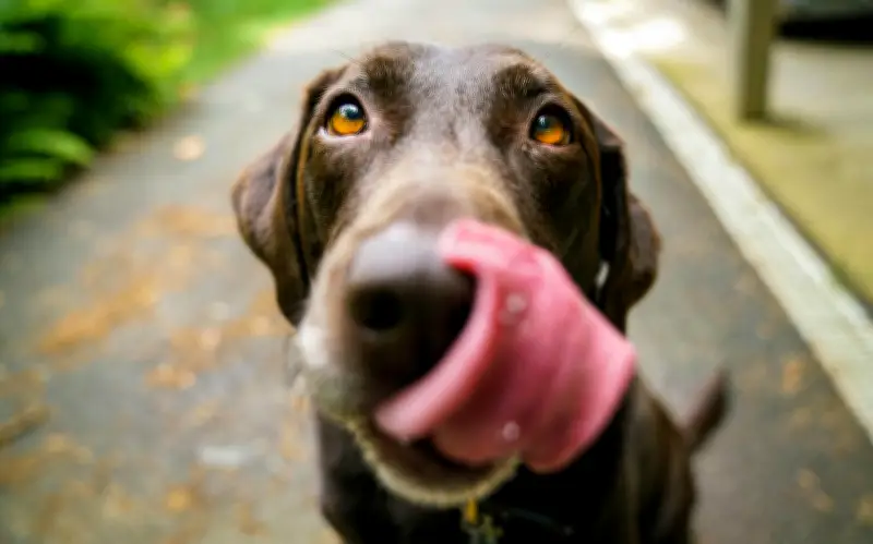 La clave de la salud canina: horarios y frecuencia de alimentación según la edad