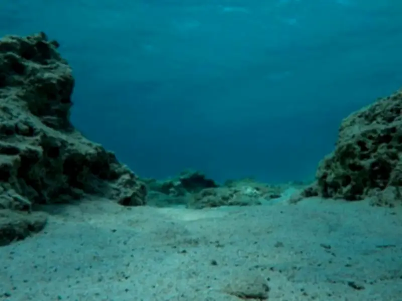 La Explosión Cámbrica: El Momento en que el Océano Despertó y la Vida se Volvió Dinámica