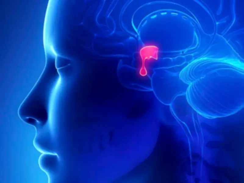 La Glándula Hipófisis: El Pequeño Director Hormonal del Cuerpo Humano