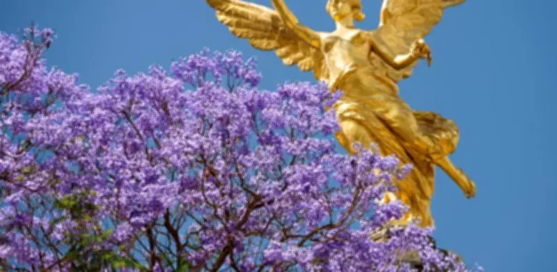 La Historia de las Jacarandas en la CDMX: Cómo un Árbol Sudamericano Pintó la Capital de Violeta