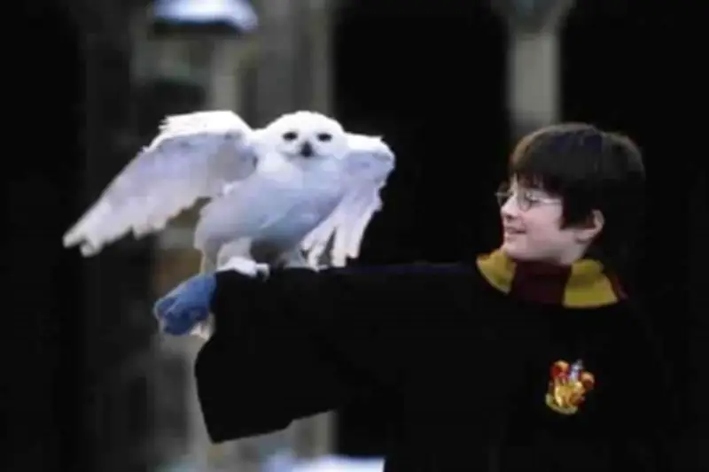 La Lechuza de Harry Potter, Especie con Protección Mundial en Peligro