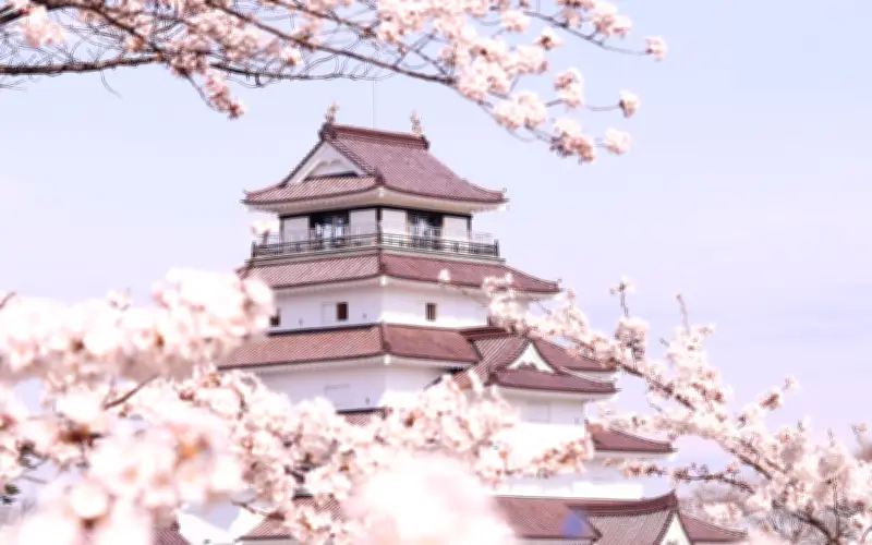 La Ola Rosa: El Fenómeno del Sakura que Recorre Japón de Sur a Norte