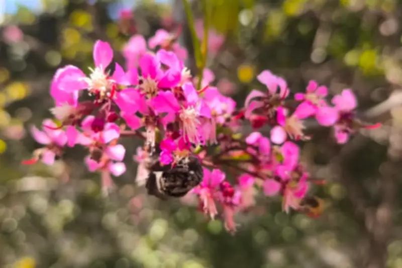 La Primavera se Adelanta en México: Cambios Climáticos Afectan Estaciones