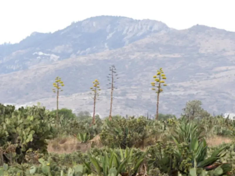 La Sobreexplotación de Gualumbos Amenaza la Alianza Vital entre Magueyes y Murciélagos en México