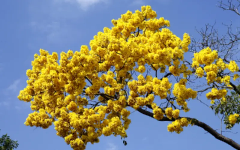 La tradición de las flores amarillas: De 'Floricienta' a fenómeno social en México
