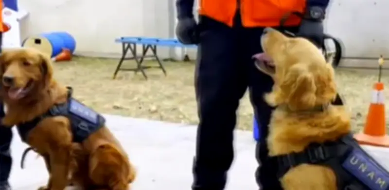 La UNAM fortalece su seguridad con perros detectores de explosivos y armas