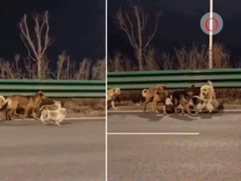 La verdad detrás del viral de perros liderados por corgi: no eran robados