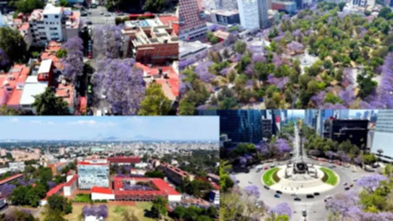 Las Jacarandas Iluminan la Primavera en la Ciudad de México con su Color Morado
